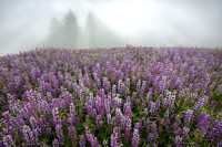 Lupine in the foggy Redwood National Park