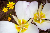 Sego Lilies and Goldfild blooms