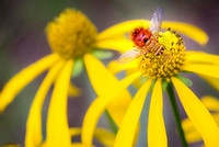 Red Bee on Coneflower