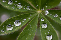 Lupin Leaf droplets