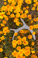 Antler in Mexican Gold Poppies