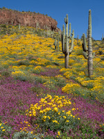 2023 Arizona Spring
