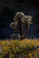 Cholla and desert wildflowers, Boundry Cone Spring, Oatman_142-2