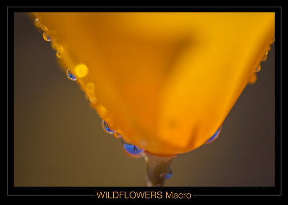 WILDFLOWERS MACRO