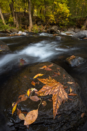 Oak Creek autumn Leaves.