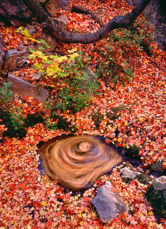 Garden Canyon Maple leaf spiral