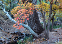Ramsey Canyon Autumn maple and sycamore