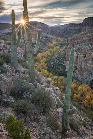 Arnett Creek saguaro sunrise