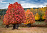 Red, Orange and Yellow Maples