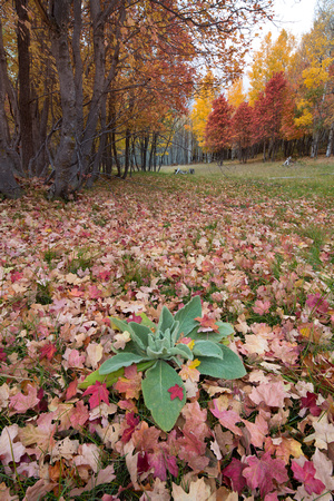 Turkey Creek leaf carpet V