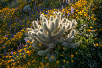 Cholla, Lupine and Poppies