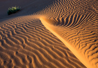 Dune Swirl Spring