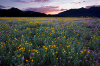 Flagstaff Wildflowers