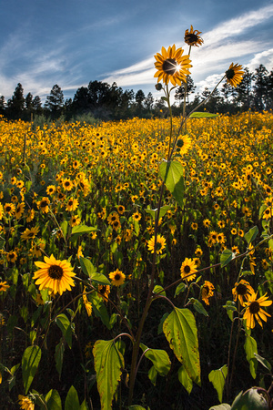 Mogollon Rim sunflowers-79