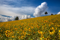 O'Leary Peak Monsoon cloud sunflowers