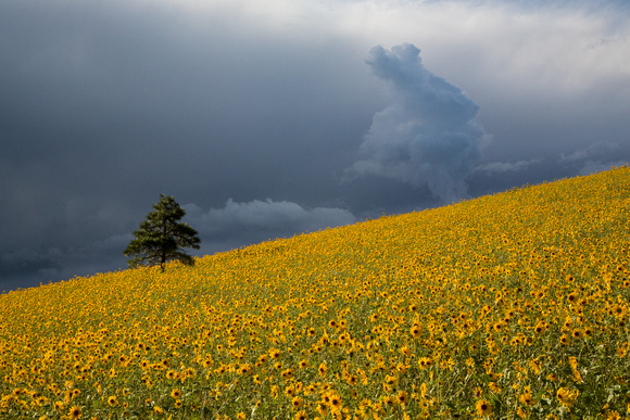 O'Leary Peak wildflower storm
