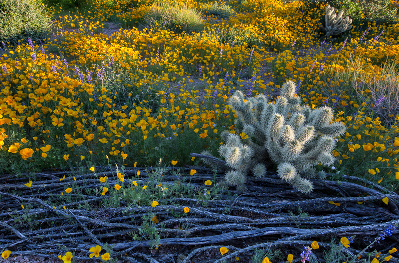 Paul Gill Photography | ARIZONA Spring