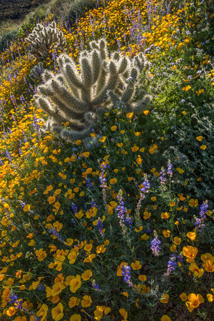 Teaddybear Cholla in carpets of mexican gold poppies and Lupine