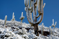 Sierra Anchas saguaro snow granddaddy