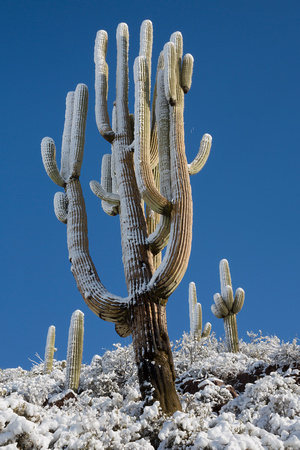 Sierra Anchas saguaro snow giant