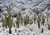 Snow Saguaro Forest