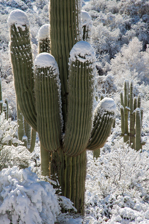 Snow Caped Saguaro