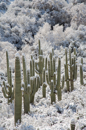 Sierra Anchas saguaro forest snow