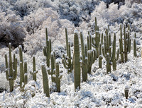 Sierra Anchas Saguaro Snow