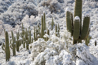 Saguaro Snow Forest