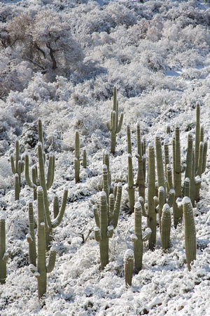 Sonoran Saguaro Snow