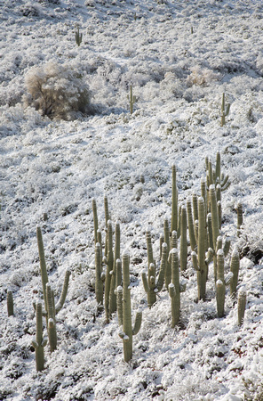 Sierra Anchas saguaro snow view