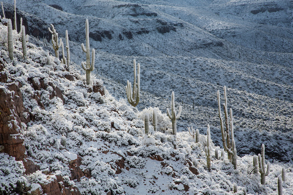 Sierra Anchas saguaro snow ridge