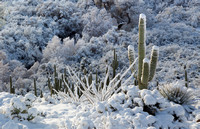 Sierra Anchas saguaro snow side light