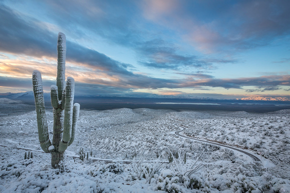 Winter Snow Saguaro