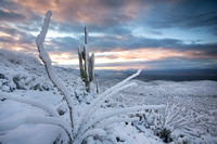 Sierra Anchas saguaro snow sunrise