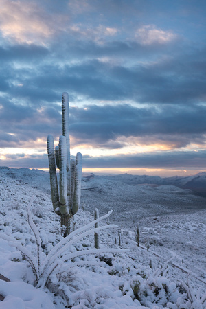 Sierra Anchas saguaro snow sunrise