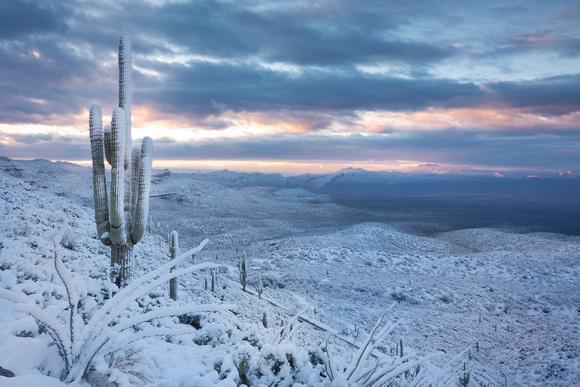 Sierra Anchas sunrise saguaro snow