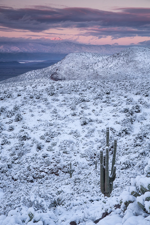 High Saguaro Snow