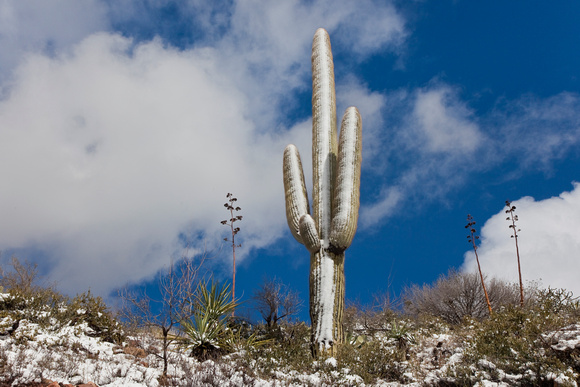 Superstition Snow Saguaro
