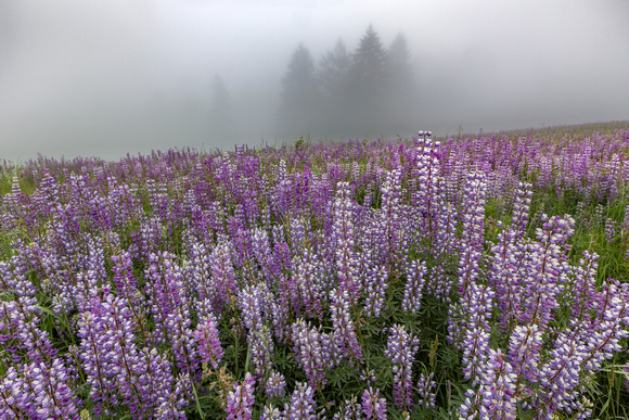 Lupine in foggy Redwood National Park