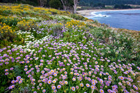 Carmel Bay Woldflowers