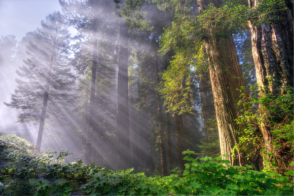 Del Norte Redwoods sunbeams
