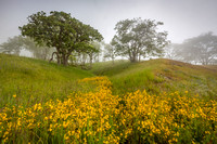 Mornig Fog on the Bald Hills of Redwood National Park, California
