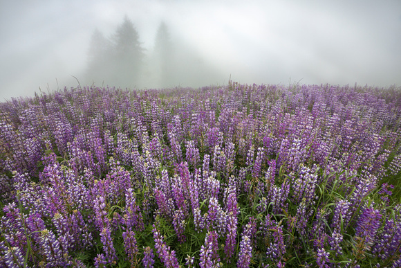 Lupine in the foggy Redwood National Park