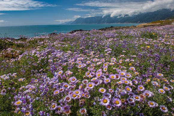 Shelter Cove wildflowers