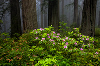 Rhododendron Redwoods