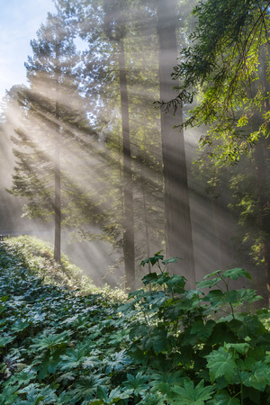 Redwood Fog Sunbeams