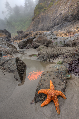 Starfish hides from Sea Star