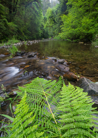Mill Creek ferns