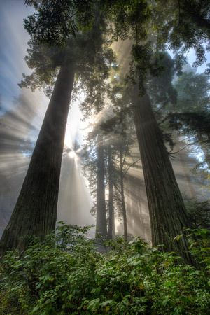 Redwood Rays